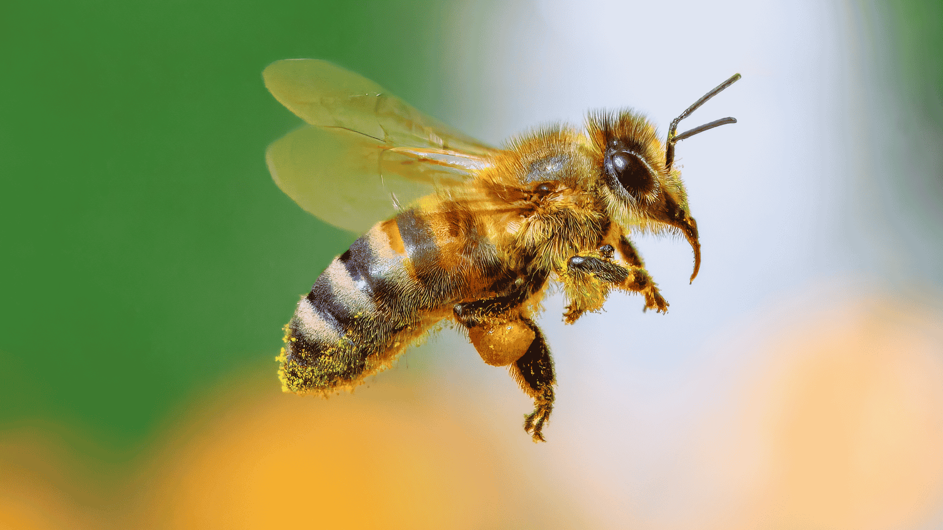 Carpenter Bee Treatment: Fletcher, NC