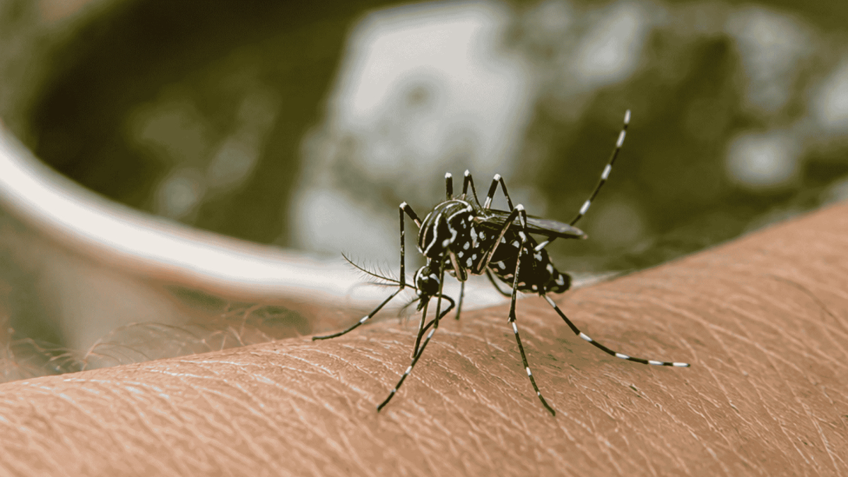 Mosquito Control in Mills River, NC