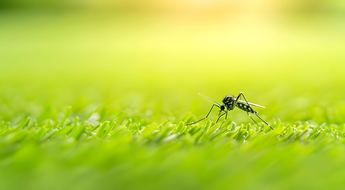 Mosquito Season in WNC: Protect Your Yard