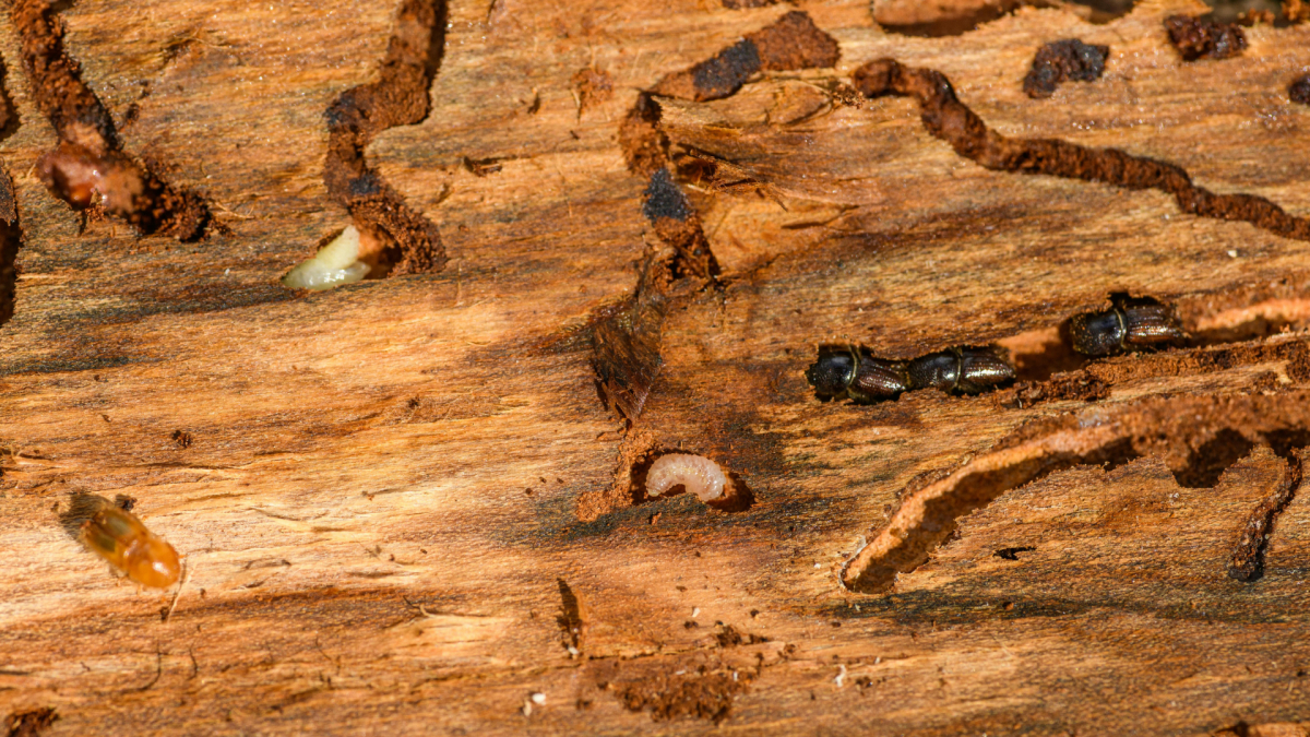 Termite Control in Arden, NC