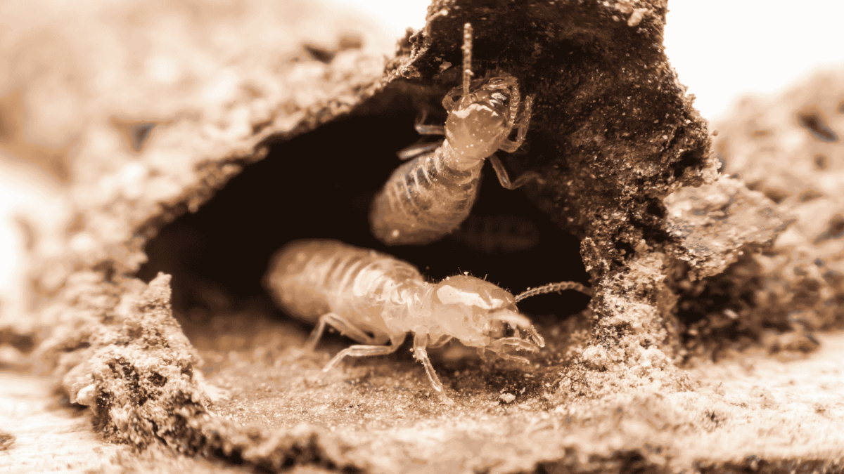 Termite Control in Candler, NC