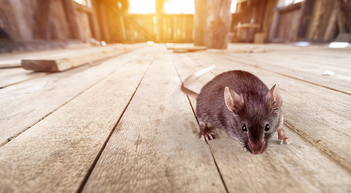 Wildlife in Your Attic? A WNC Removal Guide