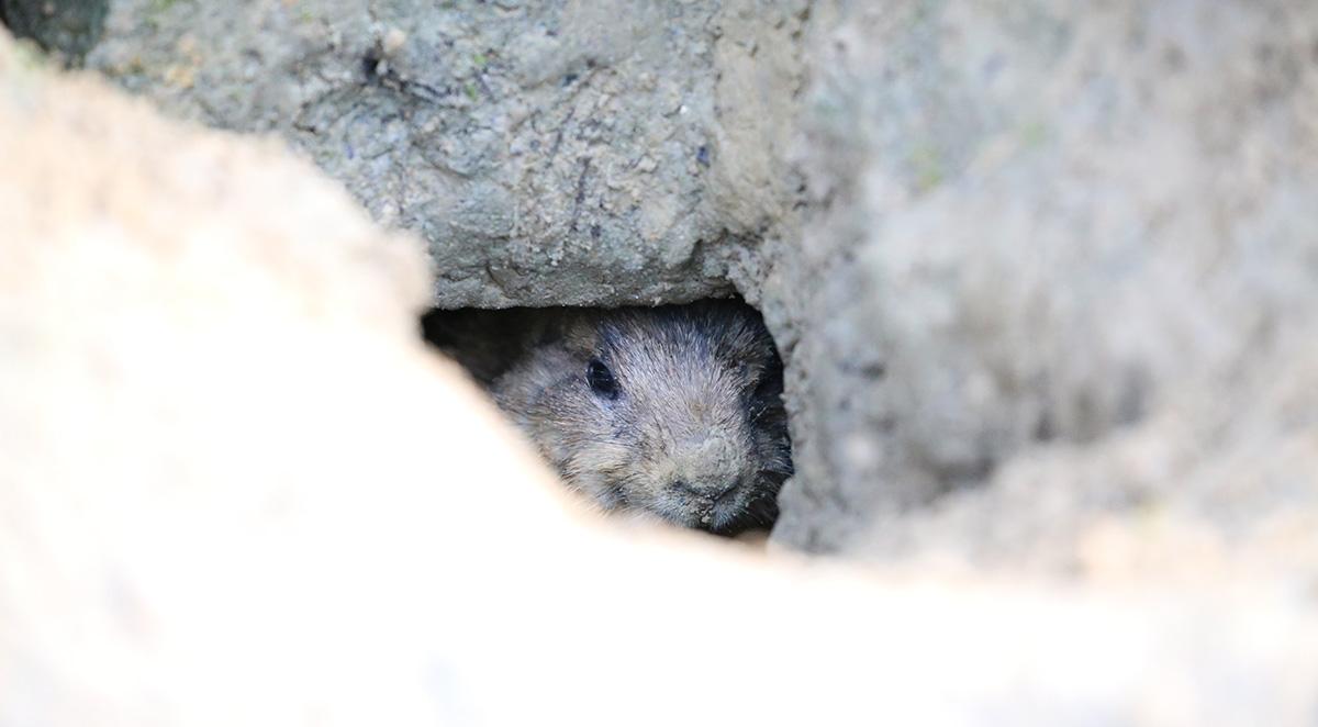 How to Keep Rodents Out of Your WNC Home