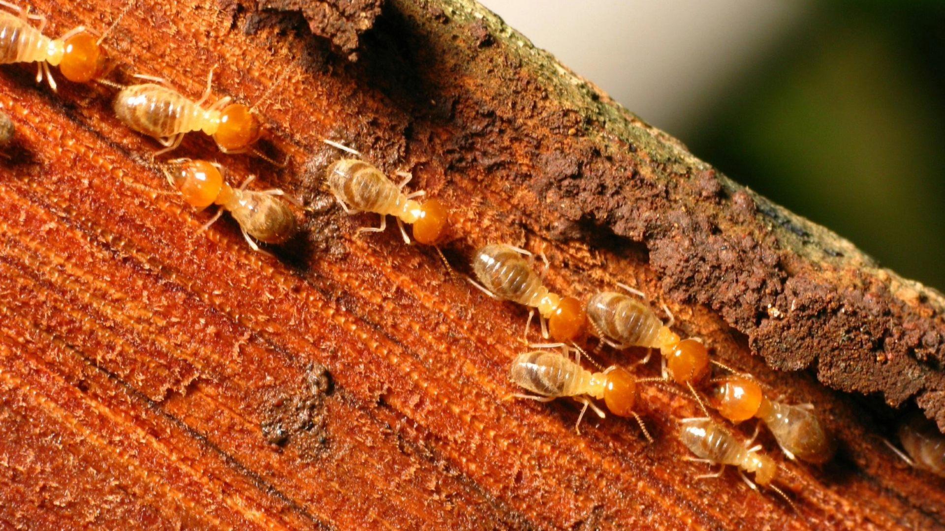 Termite Swarm Season in WNC: What Homeowners Need to Know
