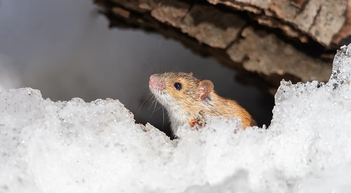 Winter Pest Control: How to Protect Your Home During Cold Months